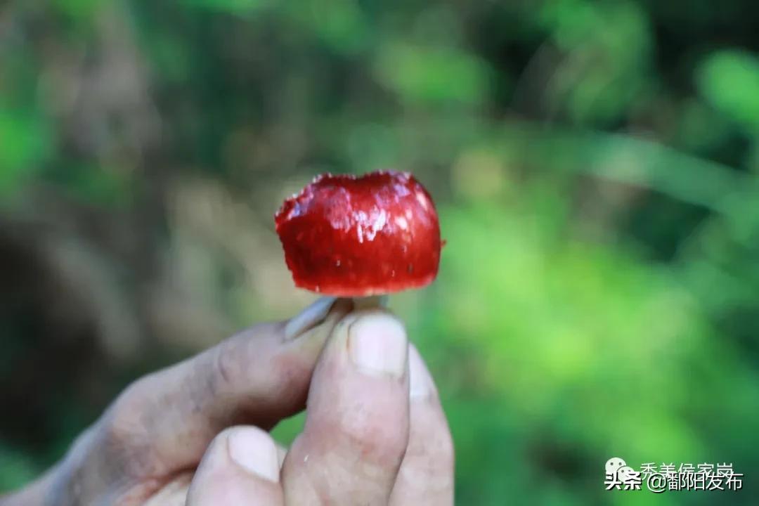 鄱阳事件揭秘，真相探究与未来发展展望