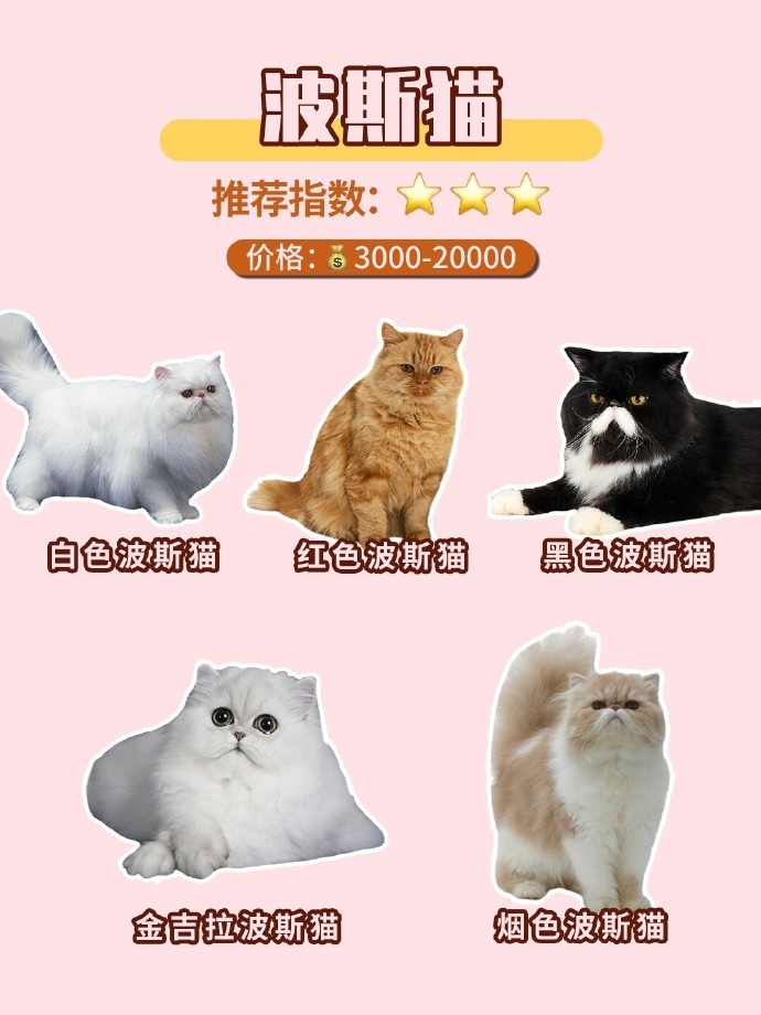 猫最新域名，网络世界的猫咪探险之旅