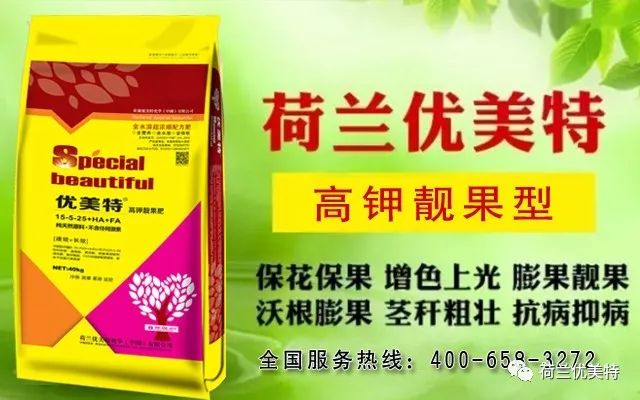 三宁复合肥最新价格动态解析