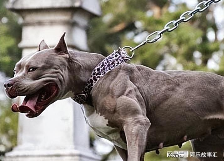 恶犬最新磁力背后的真相与应对策略探索