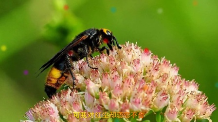 最新马蜂蜇伤处理与预防方法