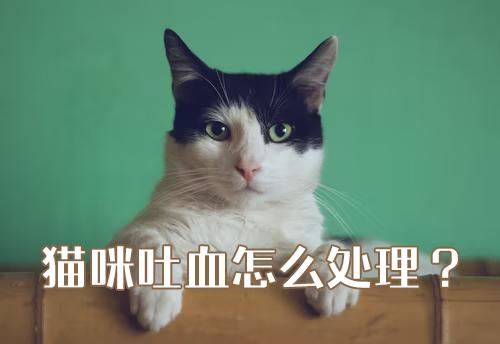 新澳精准资料免费提供网站有哪些,猫咪吐毛 血_免费版v2.6.42