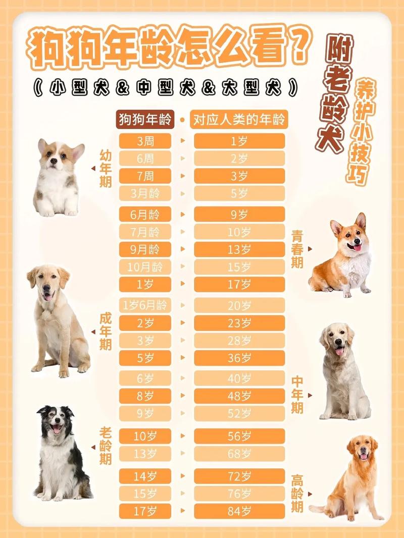 新奥彩294444cm,怎么分辨狗狗的年龄_简易版v9.2.465