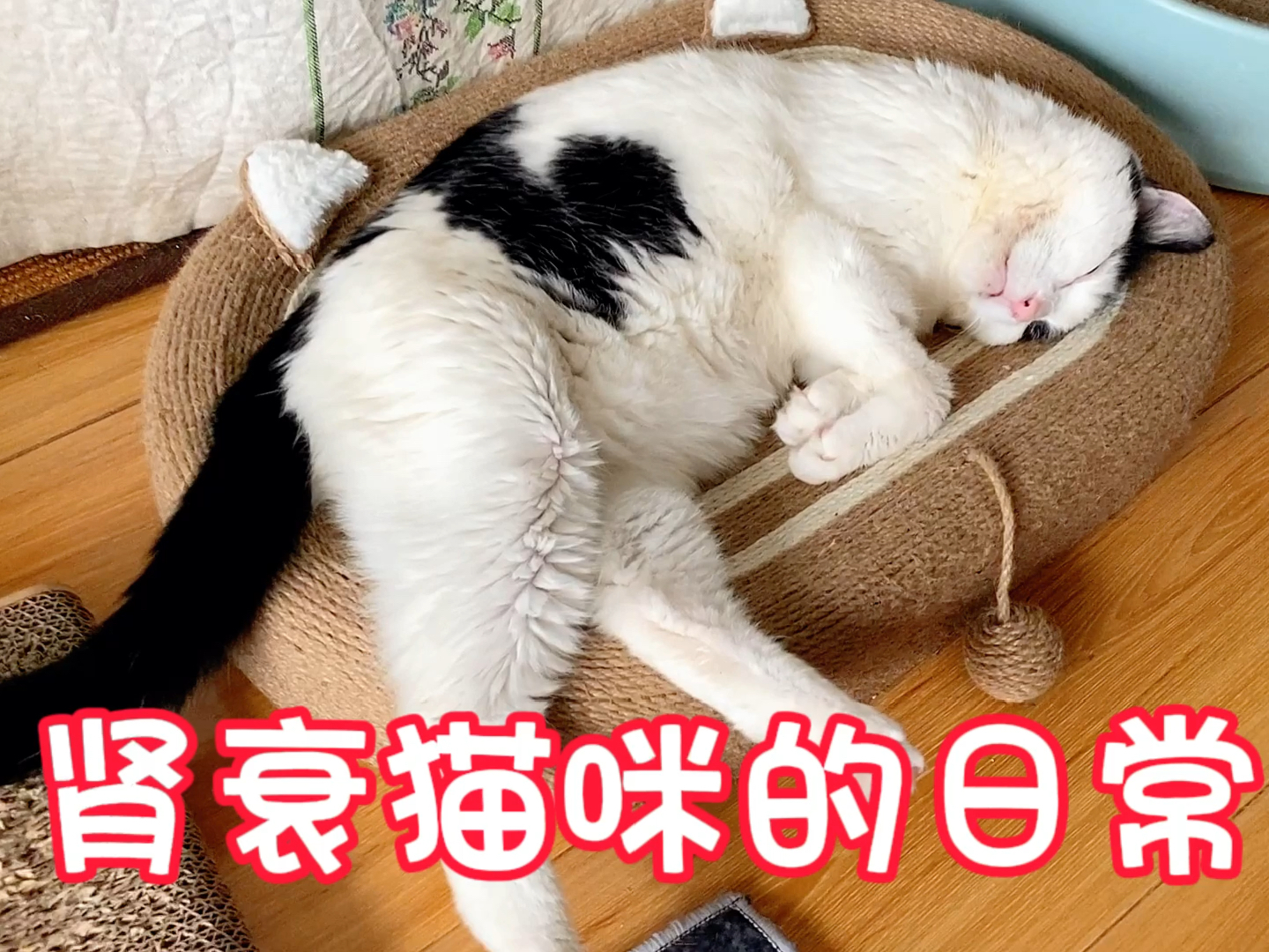 婆家一肖一码100,猫咪肾脏衰竭_黄金版5.99